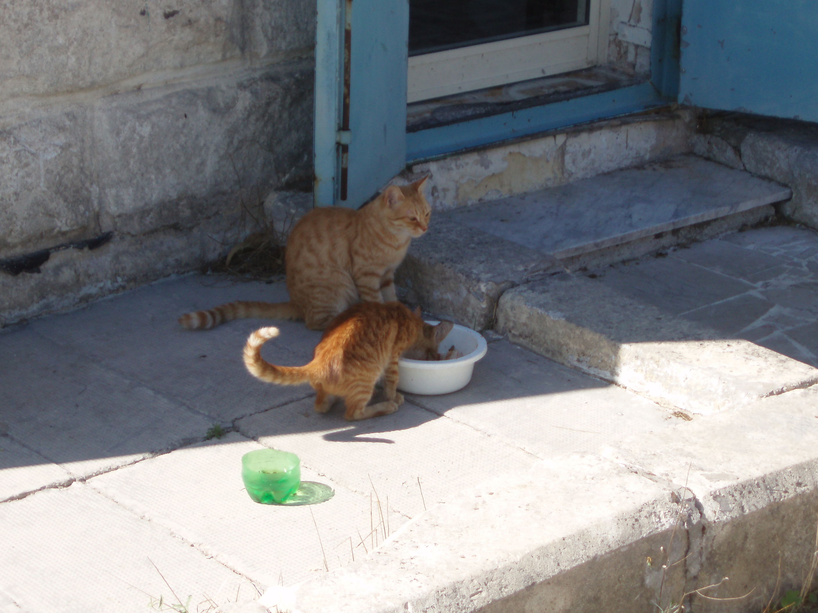 Malta cats