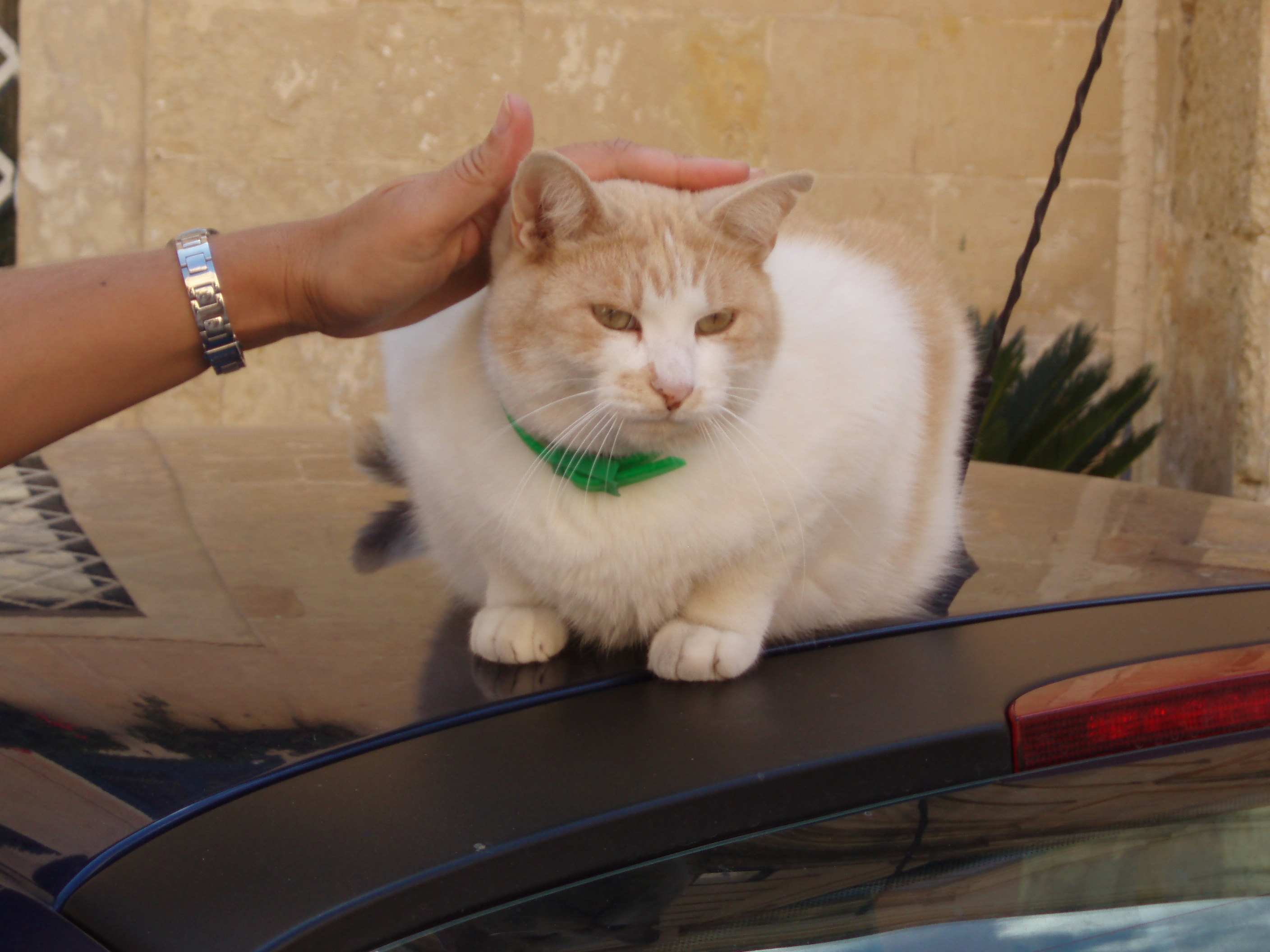 Malta cats