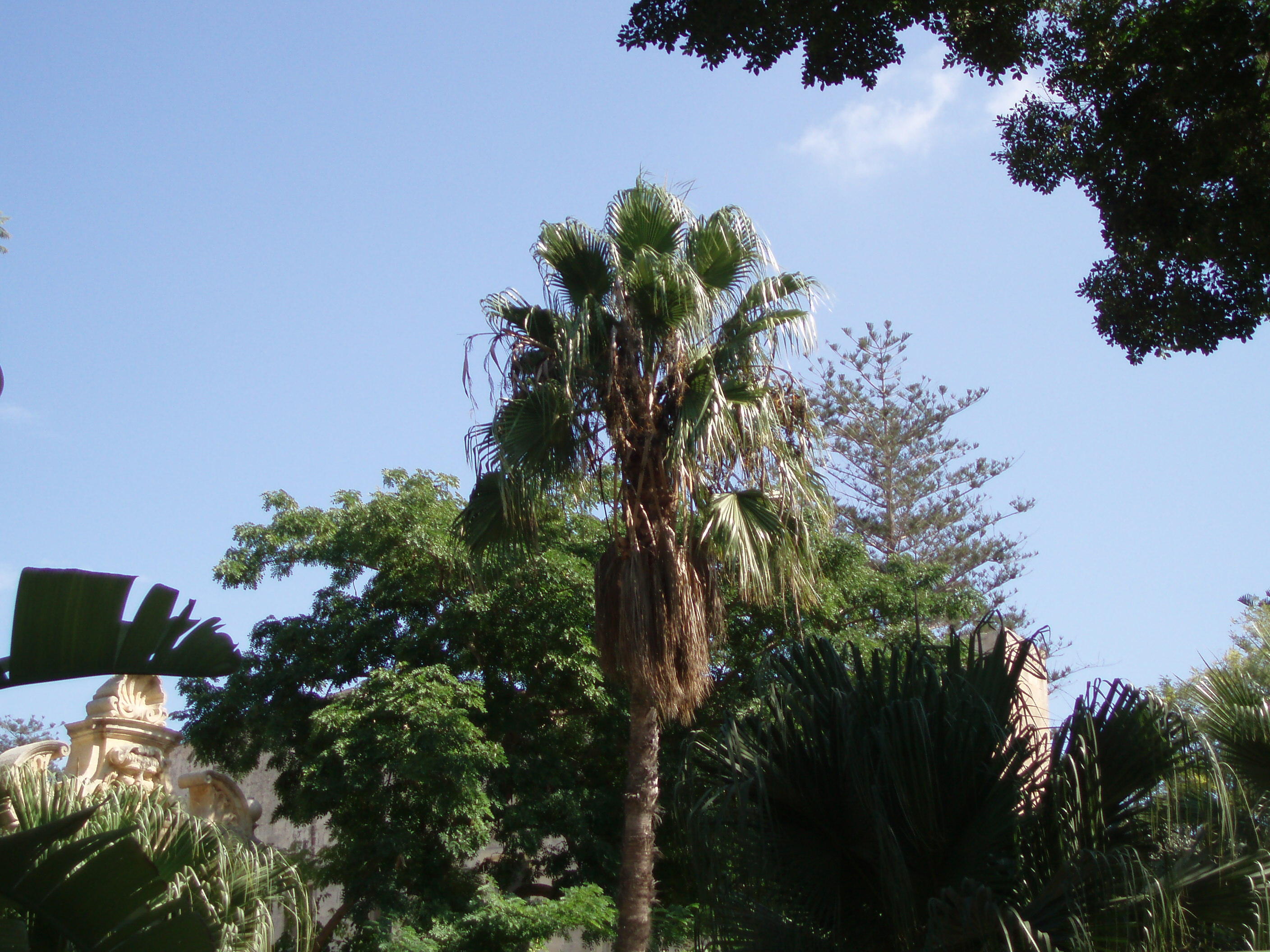 Malta palm tree