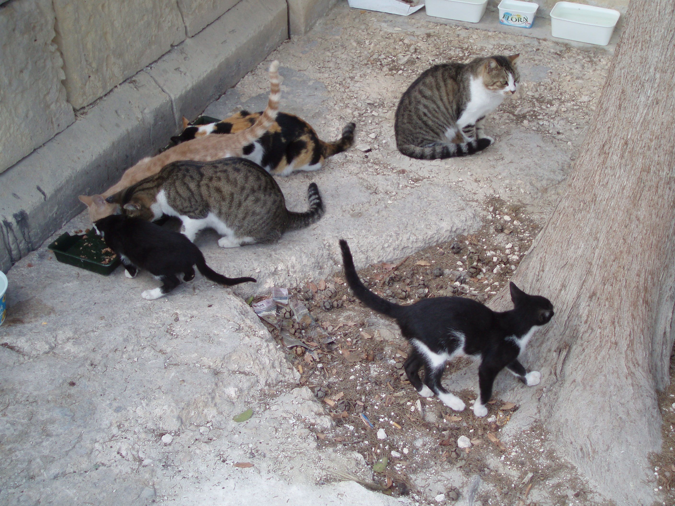 Malta cats