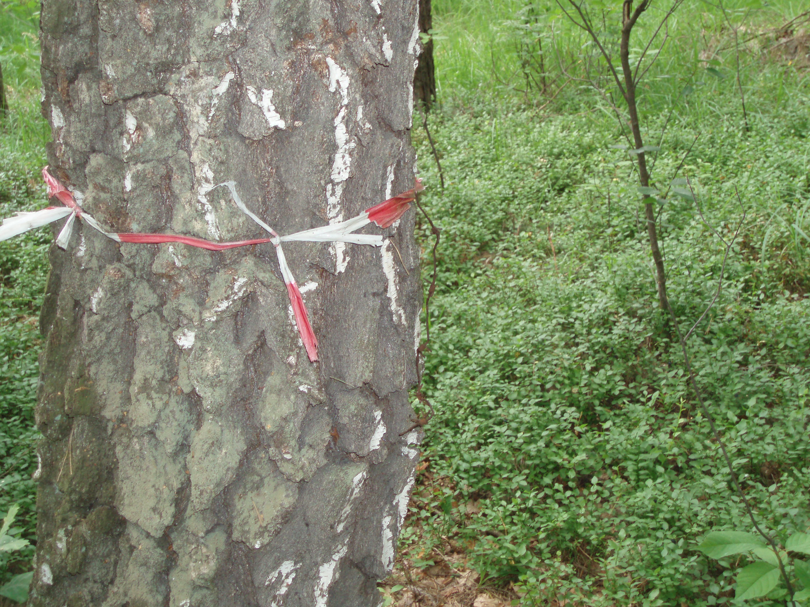 Sobibor trees and barbed wire